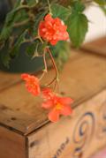 بگونیای غده ای